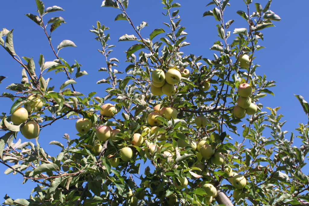 Apple Picking Upstate
