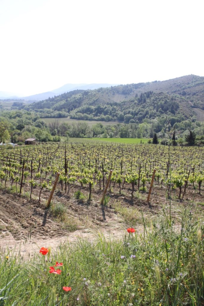 Lessons in wine I wit & whimsy