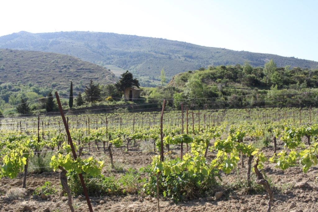 Lessons in wine I wit & whimsy