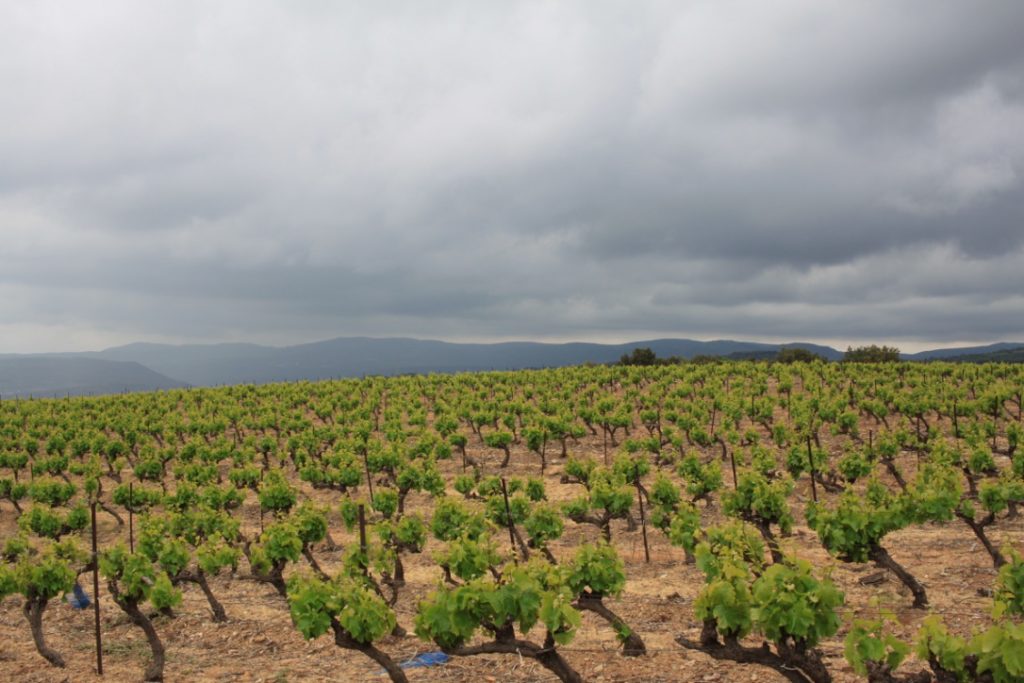 Lessons in wine I wit & whimsy