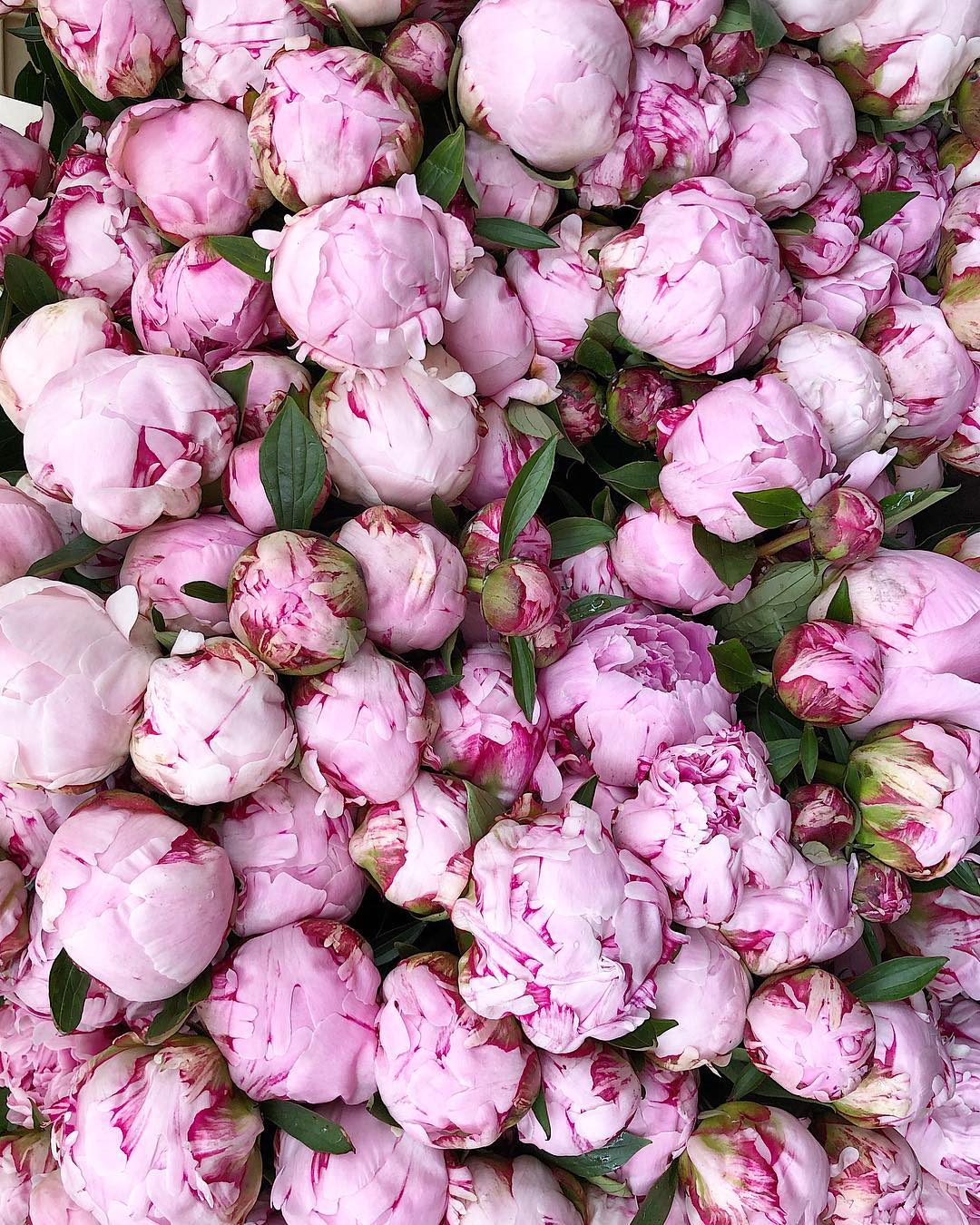 COLUMBIA ROAD FLOWER MARKET