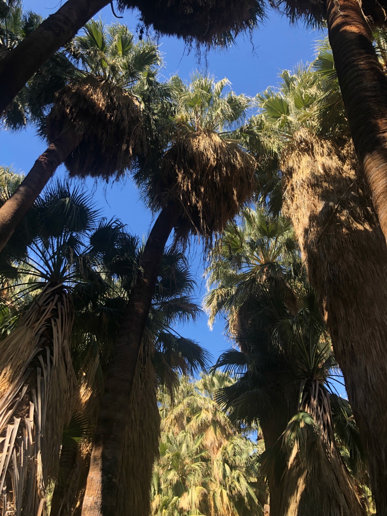 Palm Springs Guide I wit & whimsy