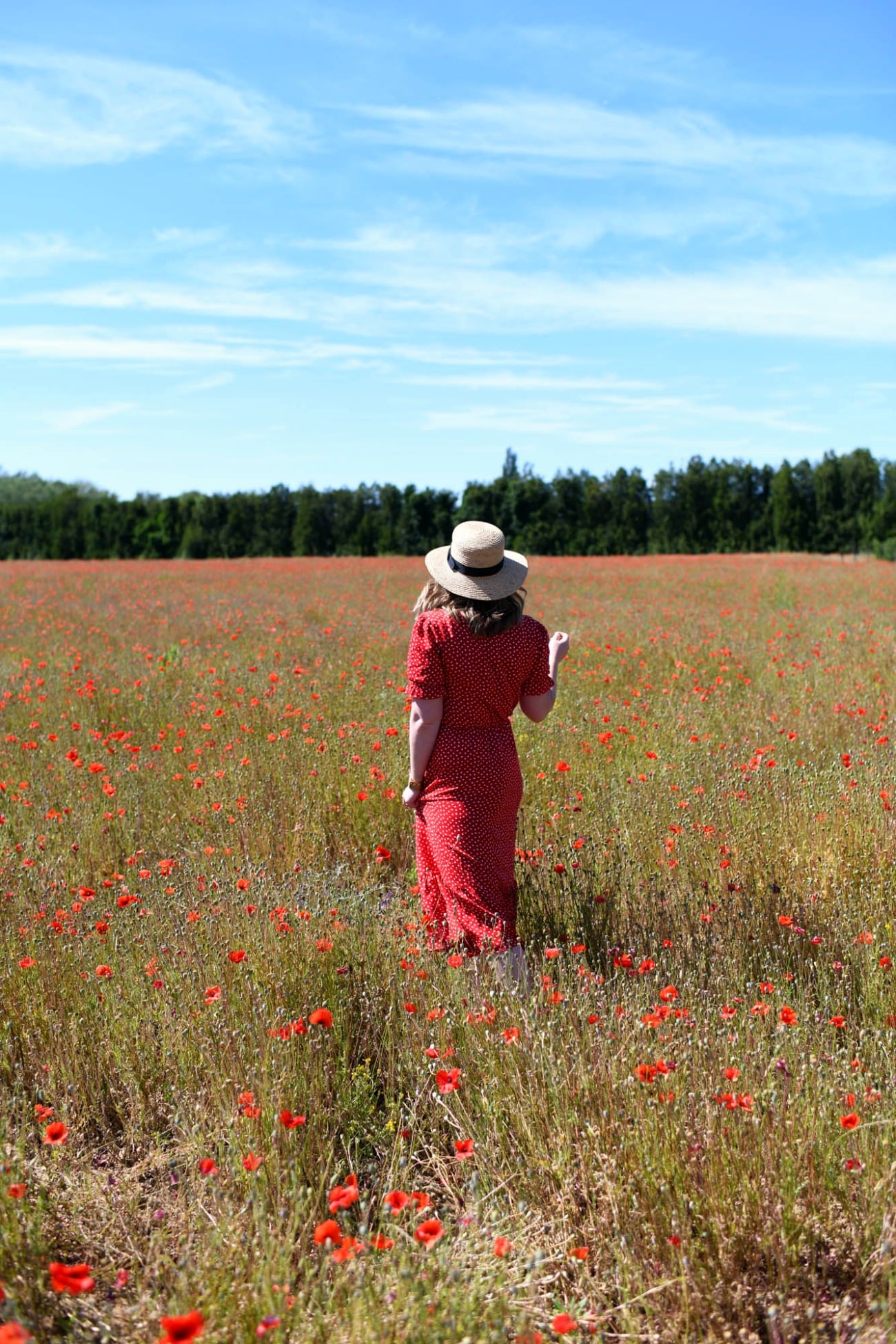 Provence Poppy Fields I wit & whimsy