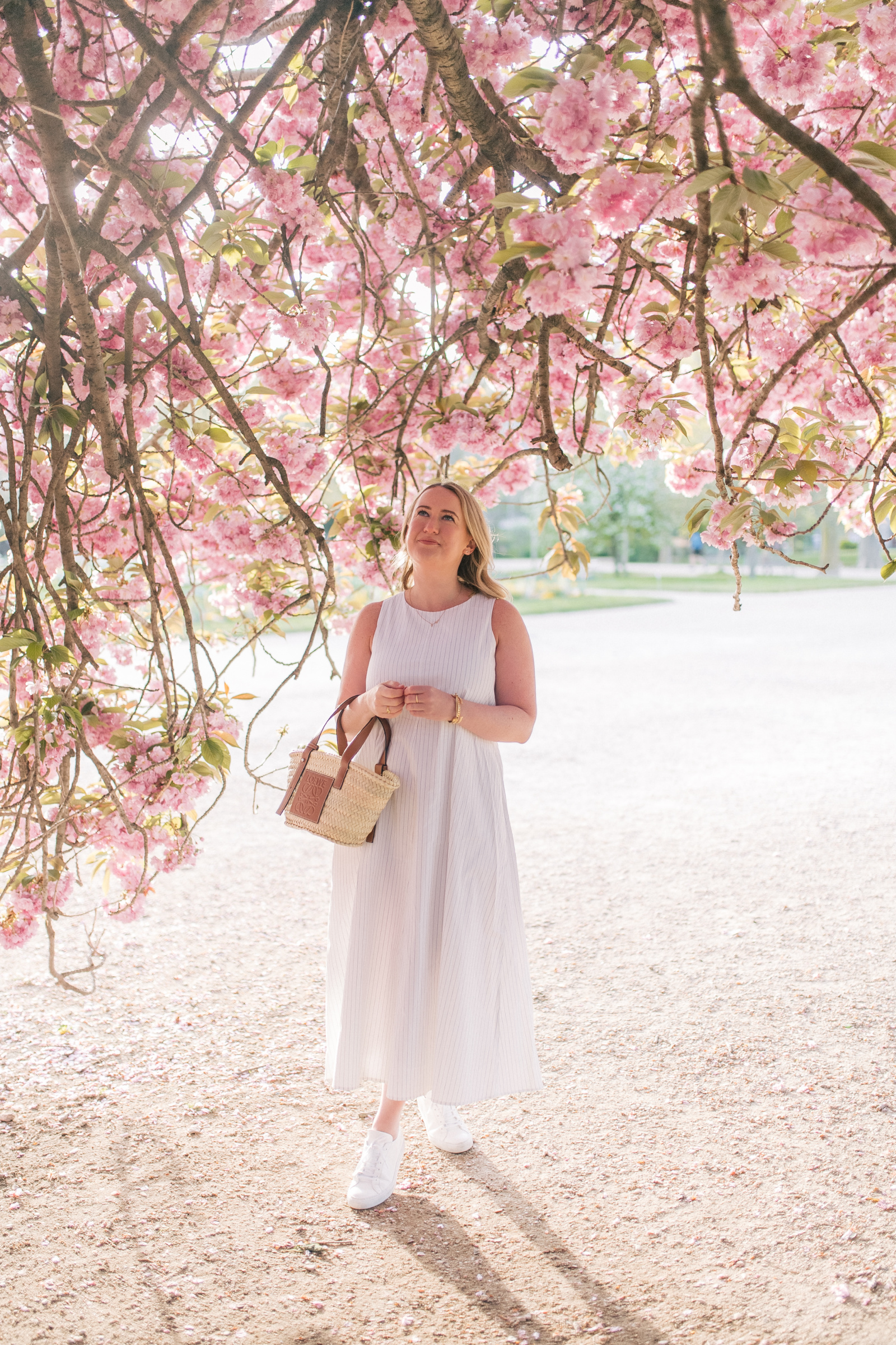 Paris Cherry Blossoms in Spring