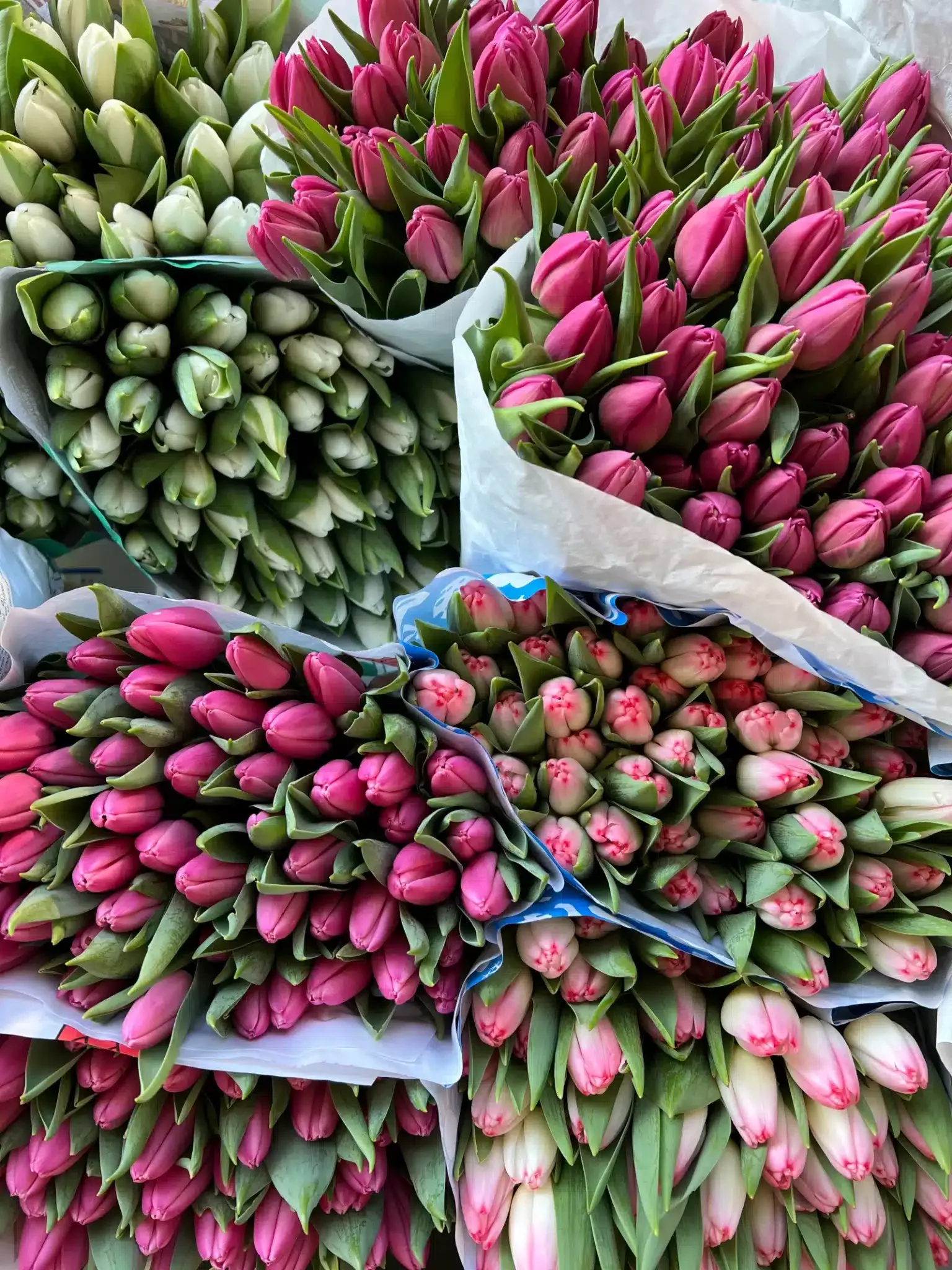 Paris Tulips