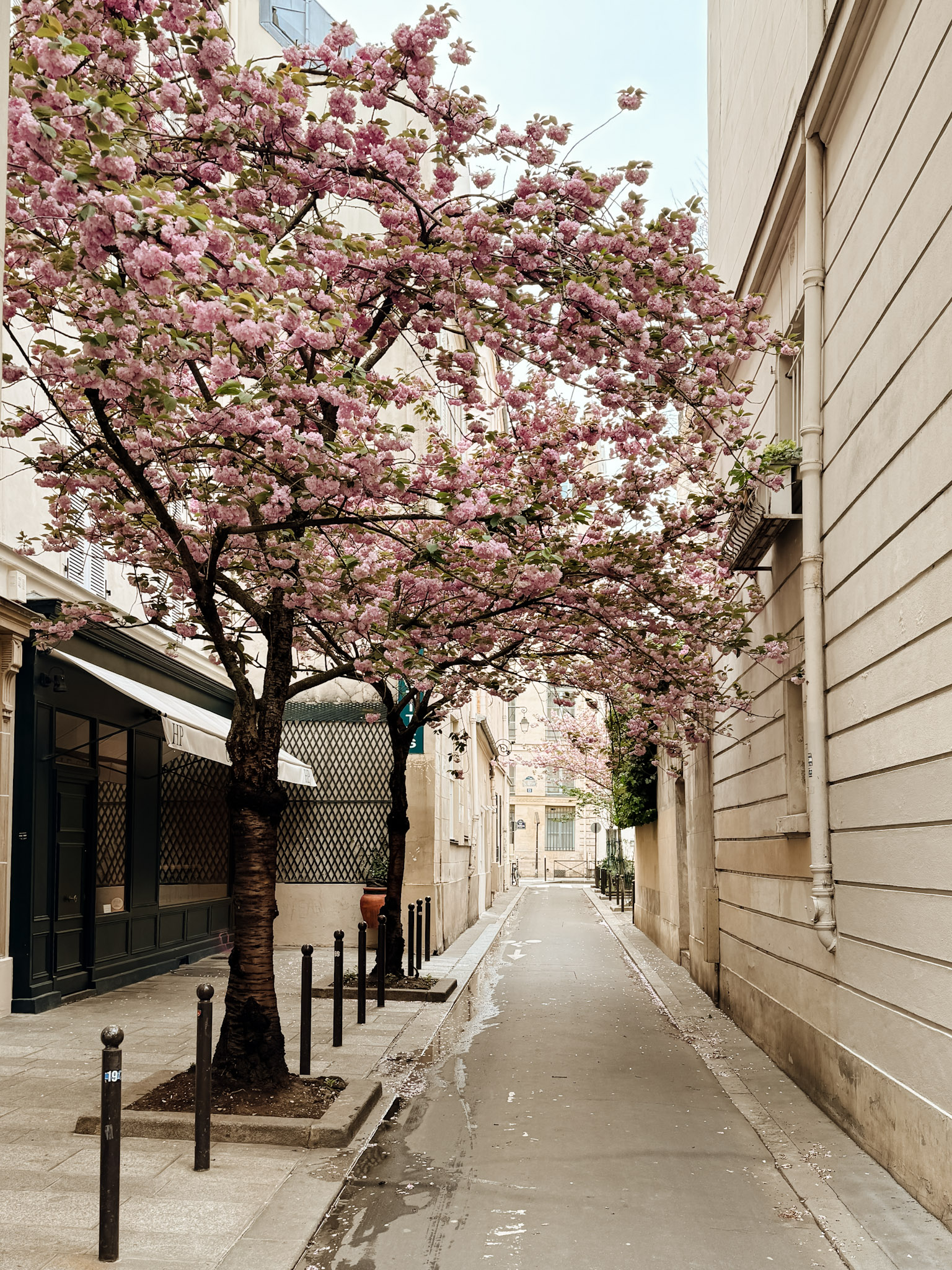 Cherry Blossoms in Saint Germain