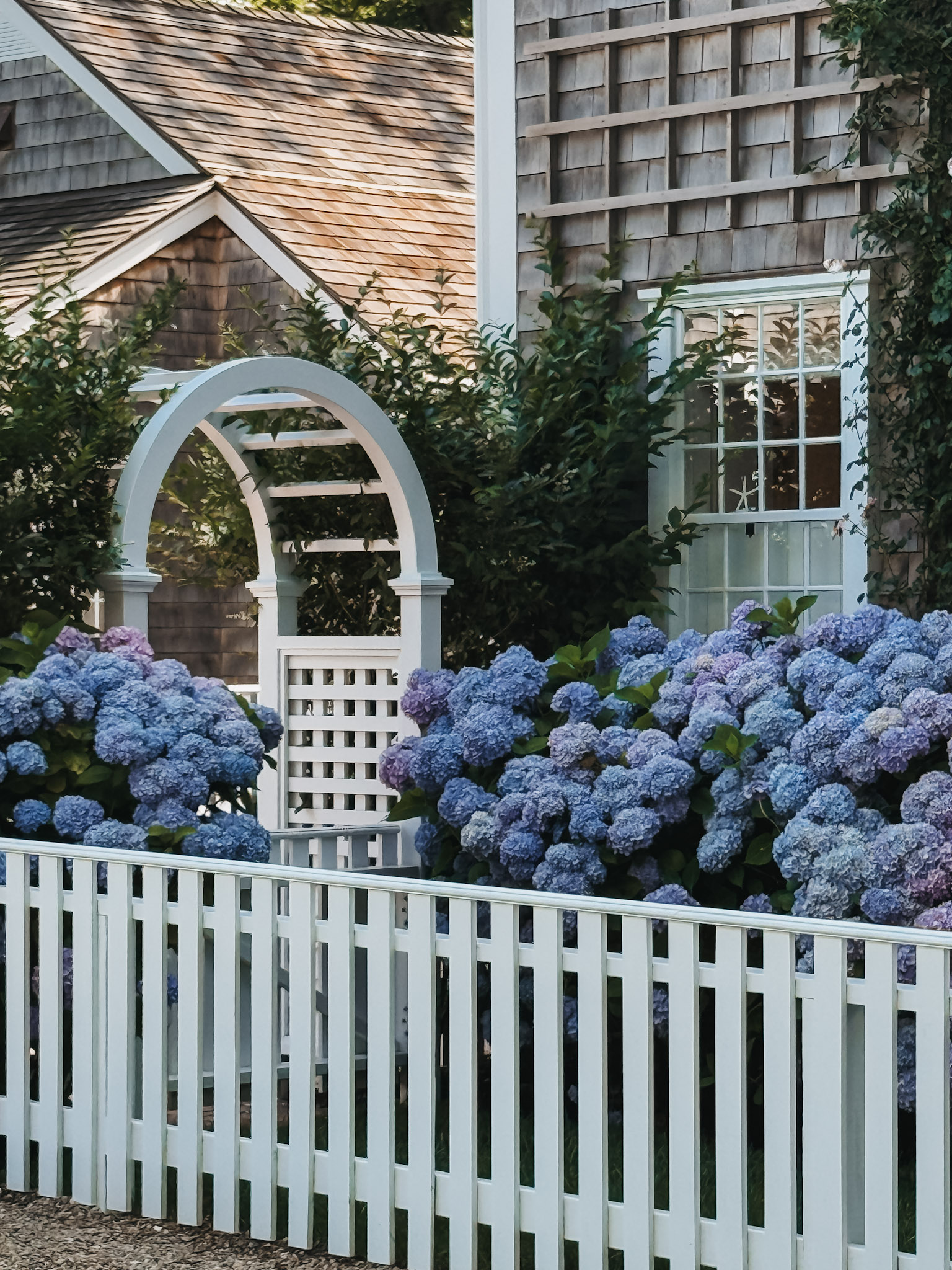 Nantucket Hydrangea